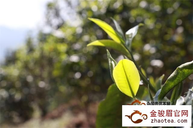中国学者破解茶树“主动防御”病虫害的秘密
