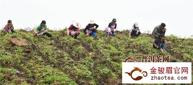 普安县 为扶贫茶园的茶苗实施管理