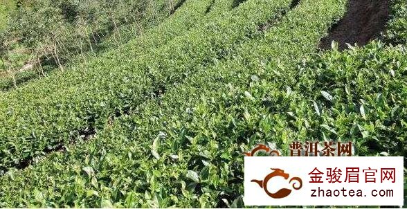 浙江安吉：一棵茶苗的“扶贫之旅”