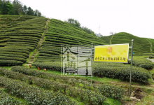 青岛知名茶叶品牌有哪些?