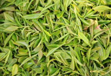  海青绿茶多少钱一斤 2020海青茶的功效及