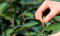 黄茶中的君山银针被誉为茶中精品，他对人体有哪些功效作用