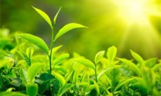 信阳浉河区：茶乡的“扮靓秘方”（图）